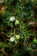 Juniperus