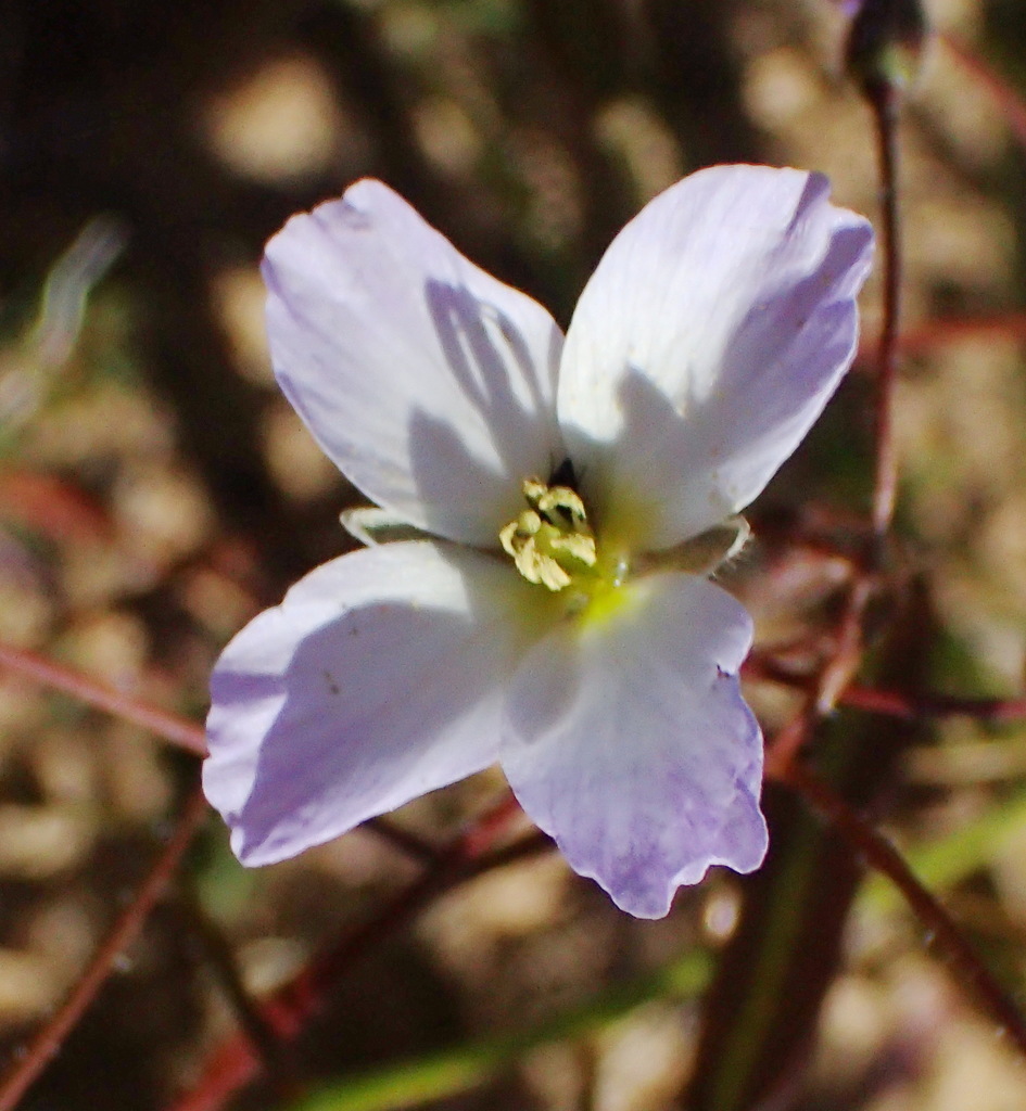 Heliophila thunbergii
