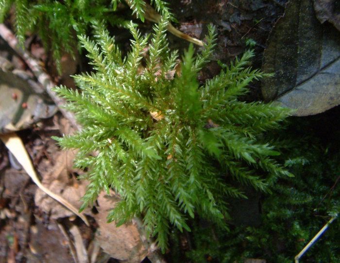 Climaciaceae