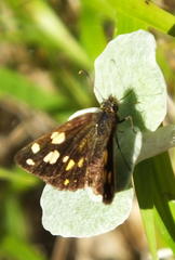 Metisella metis paris