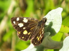 Metisella metis paris