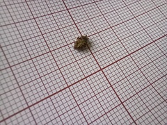 Megabruchidius dorsalis