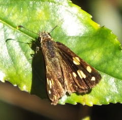 Metisella metis paris