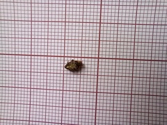 Megabruchidius dorsalis