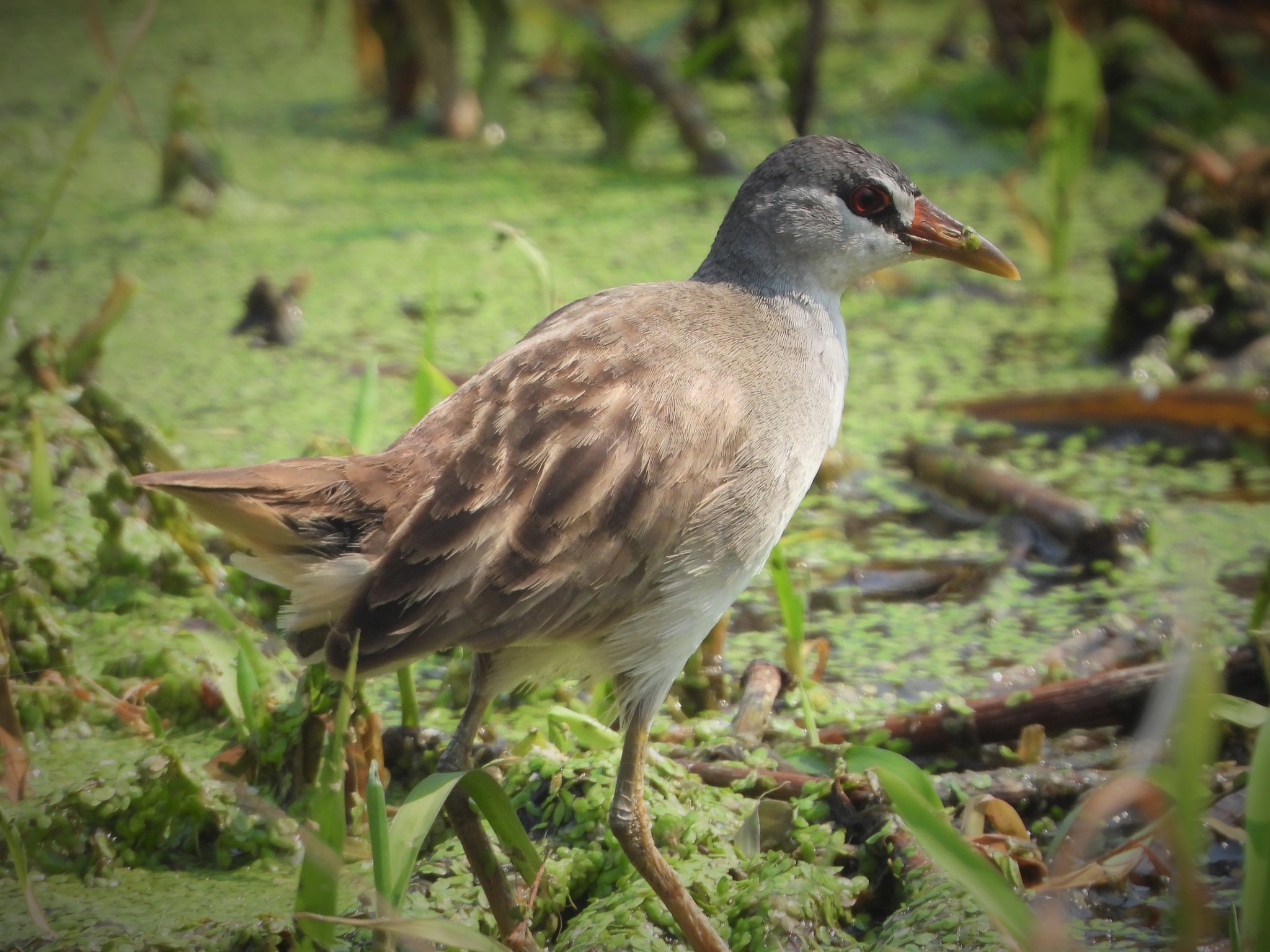 White-browed Crake