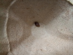 Megabruchidius dorsalis