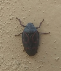 Deois flexuosa