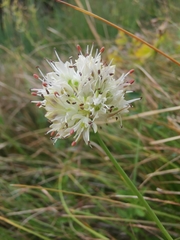 Allium ochroleucum