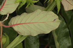 Tacazzea apiculata