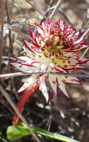 Image of Wurmbea spicata by (c) Nicola van Berkel, some rights reserved (CC BY-SA)