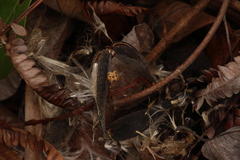 Tacazzea apiculata