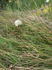 Allium ochroleucum