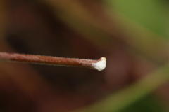 Tacazzea apiculata