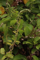 Tacazzea apiculata
