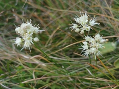 Allium ochroleucum