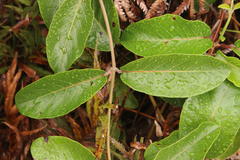 Tacazzea apiculata