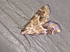 Petrophila avernalis