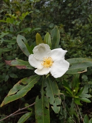 Gordonia lasianthus