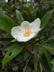 Gordonia lasianthus
