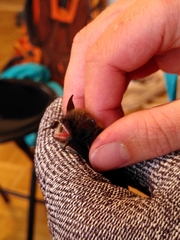 Myotis mystacinus
