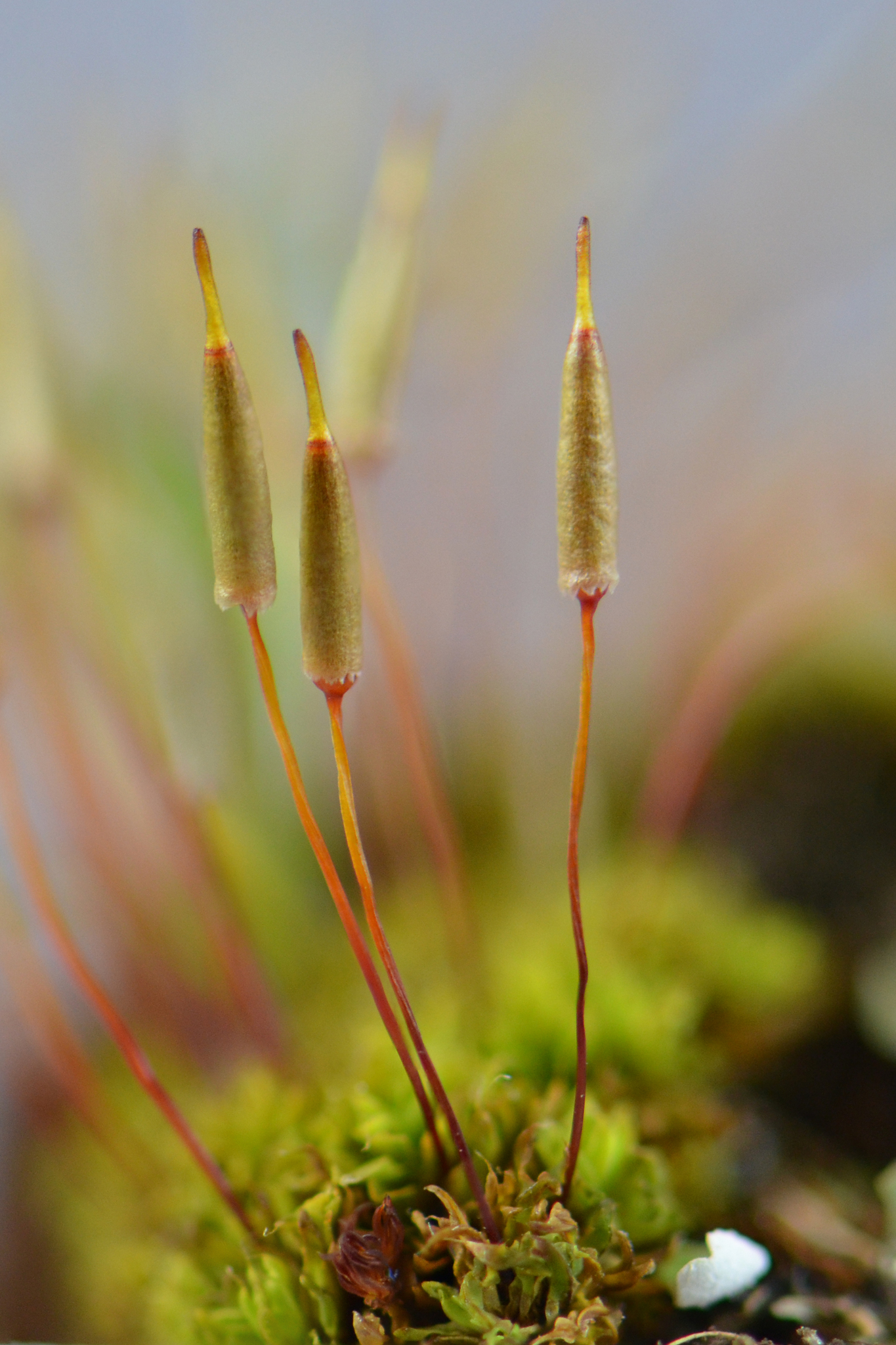 Encalyptaceae