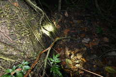 Leptodeira polysticta