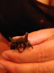 Myotis mystacinus