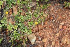 Pegolettia baccaridifolia