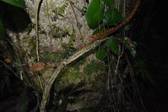 Leptodeira polysticta