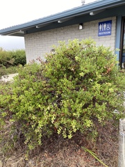Arctostaphylos hookeri