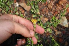 Pegolettia baccaridifolia