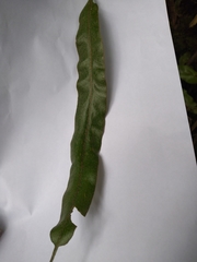 Elaphoglossum cuspidatum