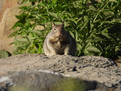 Otospermophilus