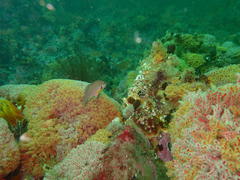 Chirodactylus brachydactylus