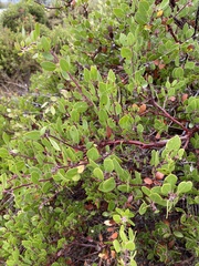 Arctostaphylos hookeri