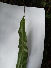 Elaphoglossum cuspidatum