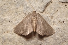 Onychora agaritharia
