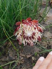 Protea restionifolia