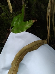 Elaphoglossum cuspidatum