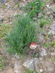 Protea restionifolia