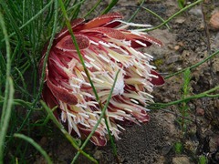 Protea restionifolia