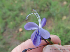 Rotheca louwalbertsii
