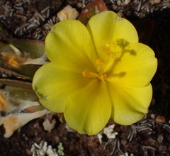 Moraea luteoalba