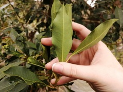 Ilex mitis