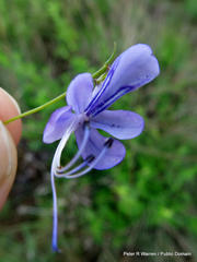 Rotheca louwalbertsii