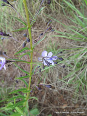 Rotheca louwalbertsii