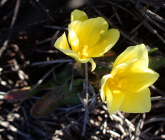 Moraea luteoalba