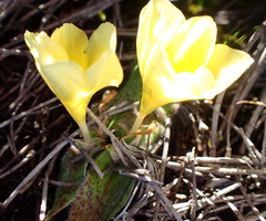 Moraea luteoalba