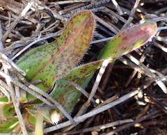 Moraea luteoalba