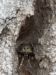 Araneus andrewsi